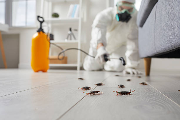 Trusted Rodent Control service in Rush City, MN - Nex Pest Control